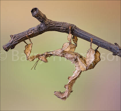 Macleays Spectre Stick Insect - Commended WCPF